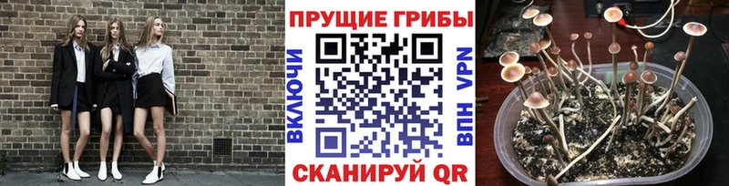 Галлюциногенные грибы прущие грибы  где купить   Глазов 
